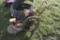 Bachtold Walk Behind Cultivator