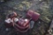 Troy Bilt Rear Tine Rototiller