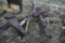 3 Point Rock Rake