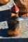 Hand Crafted Wooden Wood Pecker