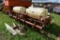 4 Row international corn Planter