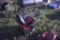 Toro CCR 2000E Snow Blower