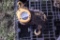Harrington 1 Ton Hoist