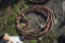 Set of torch hoses with regulator