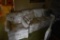 Couch and Chair with Floral Patter