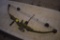 Bear  Compound Bow