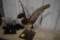 Mounted Mallard duck