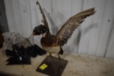 Mounted Mallard duck
