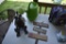 Welcome Sign, Watering Can and Metal Art Dog