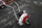 Little Wonder High Output Sidewalk Leaf Blower