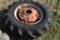 Firestone 14.9-28 Tractor Tire on 8 Lug Rim