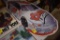 Coors Light Nascar Metal Sign