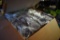Box of 50 New Clear Plastic Display Cases