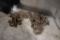 Two Misc Log Chains