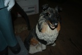 Dog Statue