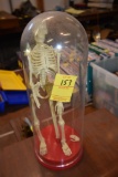 Miniature Skeleton