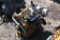 2014 Caterpillar C3.3B Common Rail Skid Steer Engine