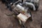 John Deere 3179DF Diesel Engine Take Out