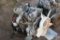 Isuzu 4JG1T Turbo Charged Diesel Engine