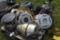 Pallet of Vacuums