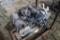 Kubota D1803-CR-T-EF03 Diesel Engine