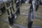 Kivel Quick Attach 4200lb 48
