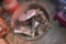 Large Metal Basin With Contents