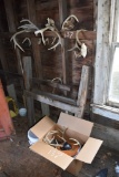 Group of Deer Horns