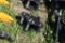 Miva Mini Excavator Quick Coupler