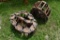 Pair of Grouser 10
