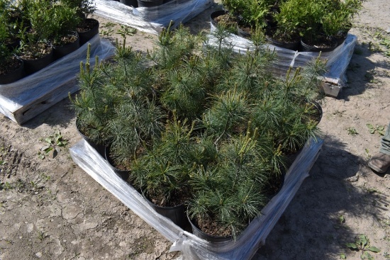 16 White Pine Trees