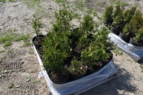 16 Green Giant Arborvitaes