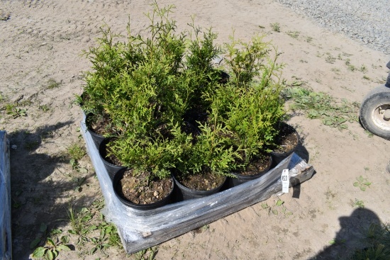 16 Green Giant Arborvitaes