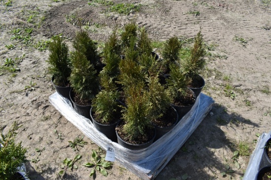 16 Emerald Arborvitaes