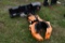 Landhonor Quick Attach Skid Steer Rotating Log Grapple