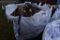 Tote Bag of Firewood