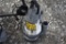 Mustang MP4800 Sump Pump