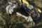 Evinrude Boat Motor