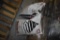 2 Bags of Absorbs It All Purpose Absorbent