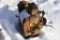 Craftsman Gas Engine
