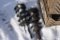 Pair of Coil Overs