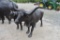 Cast Aluminum Long Horn Bull