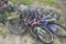 4 Bicycles
