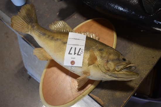 18" Bass