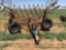 Crustbuster 24ft Springtooth Harrrow