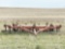 Krause 12 Shank Chisel Plow, pull type