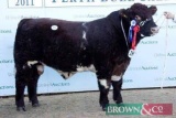 10 straws of Beef Shorthorn Bull semen from Chapleton Clansman of the Pode Hole Farm herd. Further