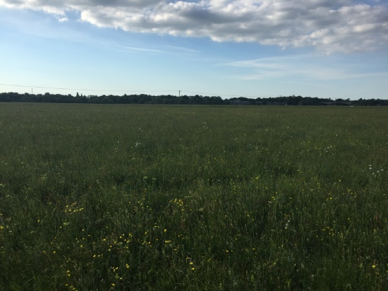 Portholme Mowing Grass Auction