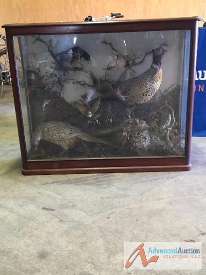 upland bird display