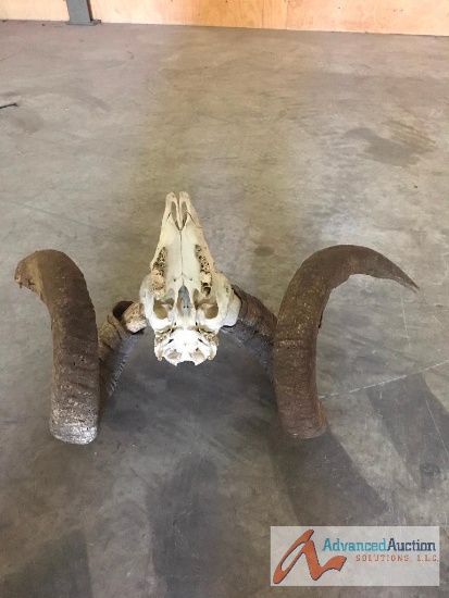 Ram skull and horns